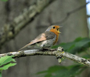 Rougegorge familier (Erithacus rubecula)