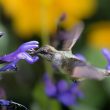 Colibri à gorge rubis à Chicago