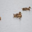 Canards colverts