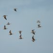 Combattant varié | Calidris pugnax | Ruff