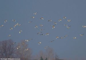 Outardes canepetières (Tetrax tetrax)