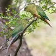 Une association méconnue entre les Conures magellaniques et les araucarias