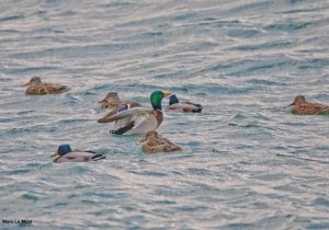 Canards colverts (Anas platyrhynchos)