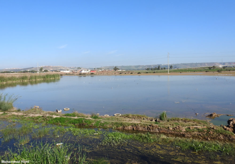 La daya Takaddoum (Maroc)