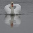 Cygne tuberculé