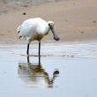 Spatule blanche en Normandie