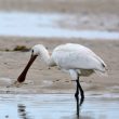 Spatule blanche dans le havre de la Vanlée