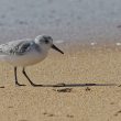 Bécasseau sanderling