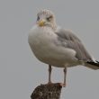 Goéland argenté