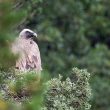 Vautour fauve sous la pluie