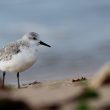 Bécasseau sanderling