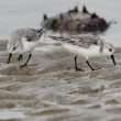 Bécasseaux sanderlings