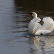 Cygne en parade