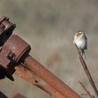 Bruant des roseaux sur un étrange perchoir