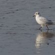 Mouette rieuse pêchant