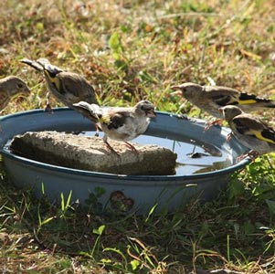 Mangeoire À Oiseaux Suspendue Verte Avec Couvercle Rotatif - Temu Belgium