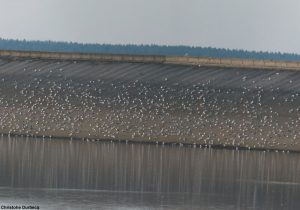 Goélands en dortoir sur le bassin des Marquisades