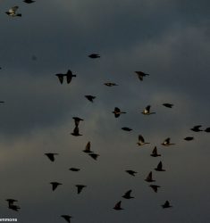 Conférence “L’ornithologie même la nuit”