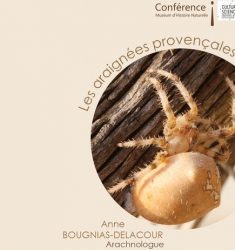 Conférence « Les Araignées Provençales »