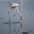 Flamant rose juvénile