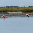 Vol de Flamants roses