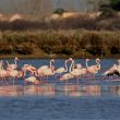 Flamants roses dans l’Hérault