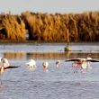 Flamants roses sur la Grande Maïre