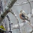 Accenteur alpin en Savoie