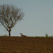 Un Aigle impérial immature en Charente (France) en avril 2020 !