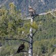 Aigles royaux adultes à Buseu