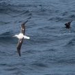 Albatros royal et Labbe du Chili au large de Concepción (Chili)