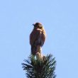 Bec-croisé des sapins dans les Pyrénées