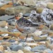 Bécasseaux maubèche et sanderlings