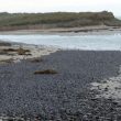 Des milliers de Bécasseaux maubèches sur une plage de la Manche