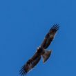 Buse variable