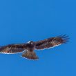 Buse variable