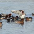 Canards siffleurs