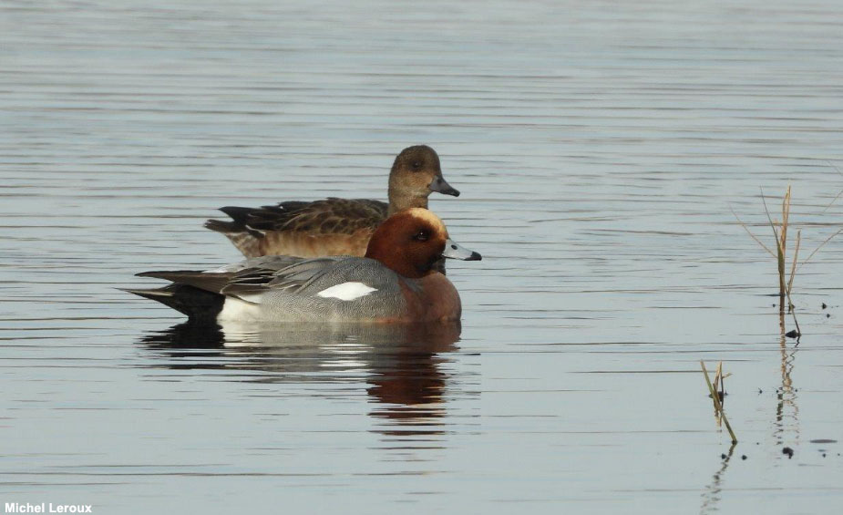 Canards siffleurs dans la réserve de Beauguillot