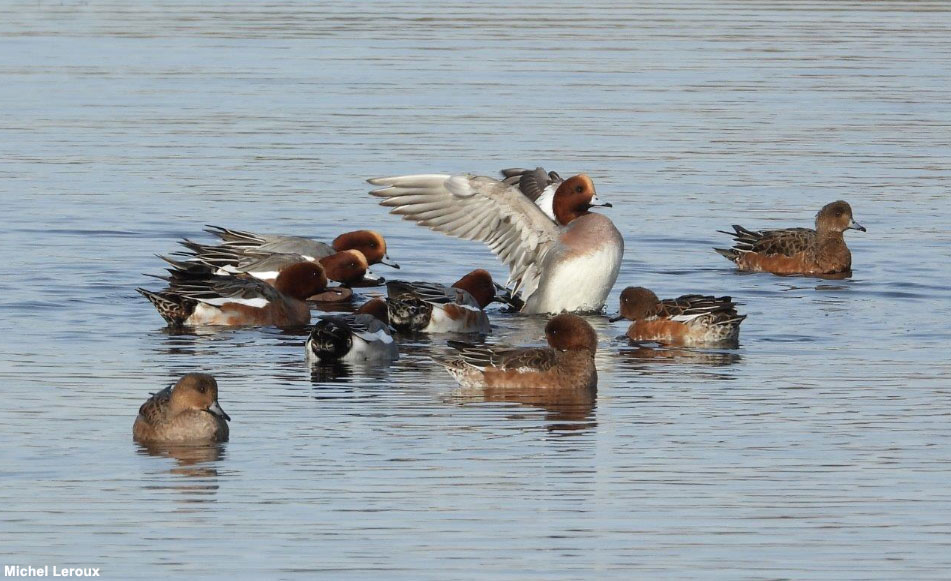 Canards siffleurs