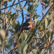 Un Cardinal à poitrine rose dans le Morbihan