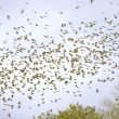 Chardonnerets élégants en migration