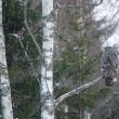 Chouette lapone harcelée par un Geai des chênes