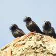 Étourneaux unicolores à Tarifa