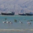 Flamants roses en Iran