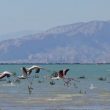 Flamants roses en Iran