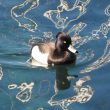 Fuligule morillon sur le lac Léman