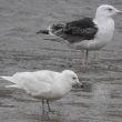 Goéland à ailes blanches immature