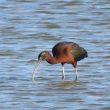 La beauté du plumage de l’Ibis falcinelle