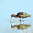 Ibis falcinelle en Camargue