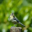 Jeune Mésange bleue